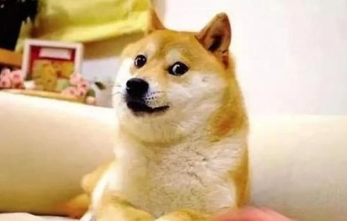An engaging visual of Dogecoin mining community interactions